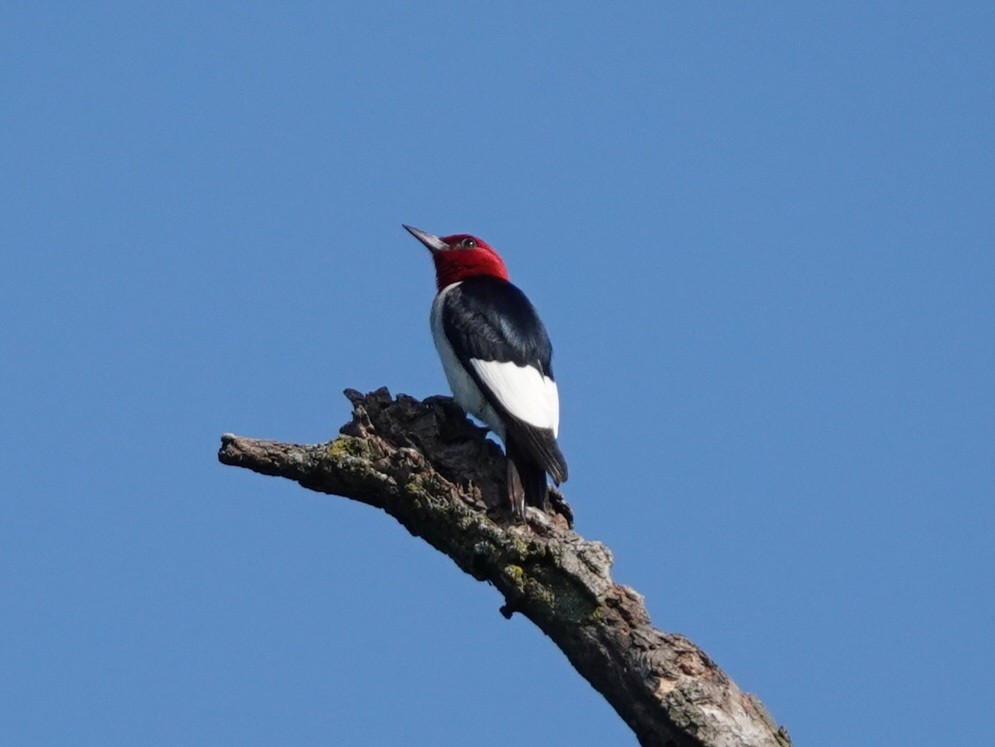 Red-headed Woodpecker - ML621244640
