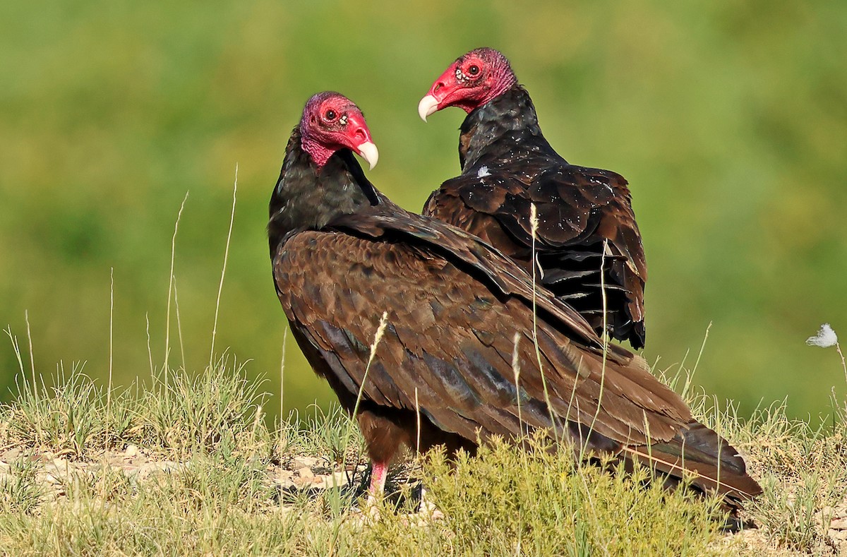 Turkey Vulture - ML621244648