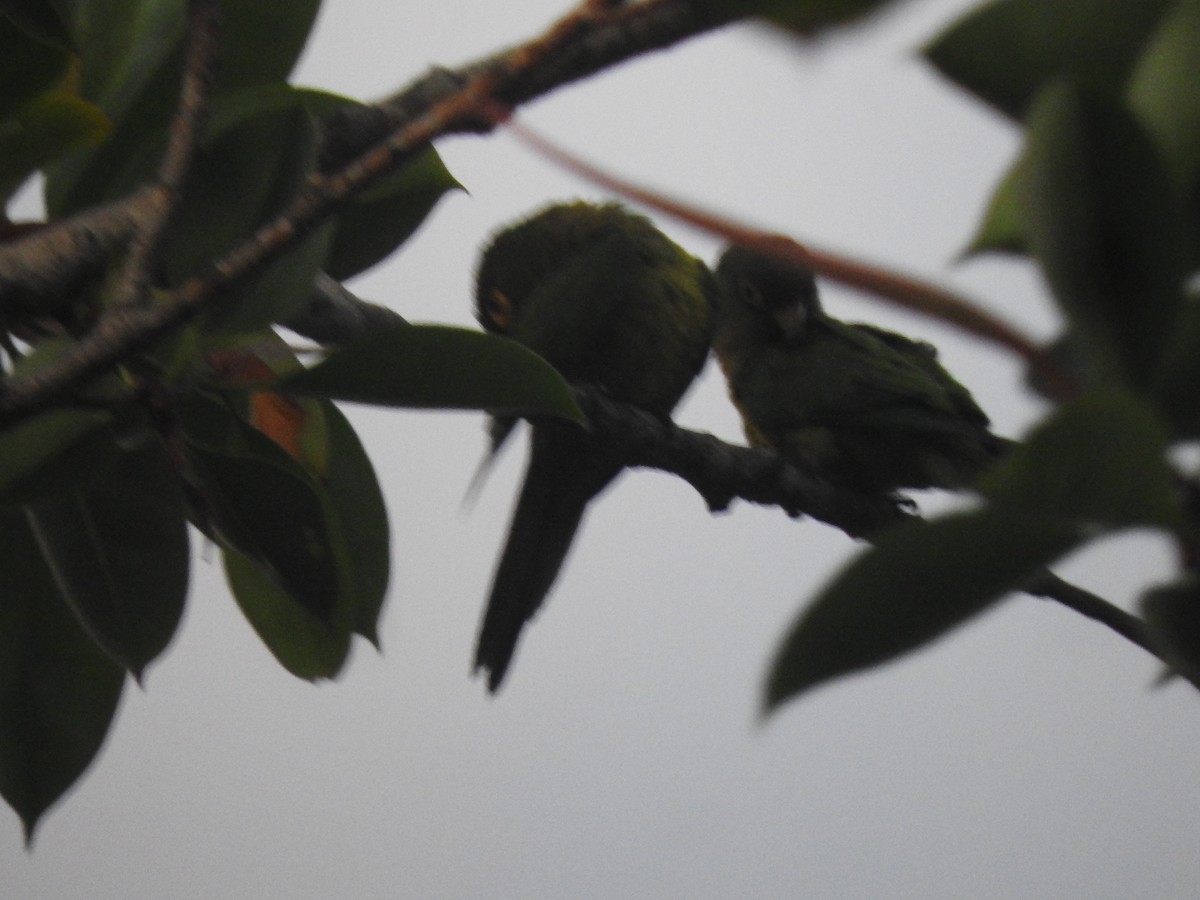 Turuncu Alınlı Papağan - ML621244701