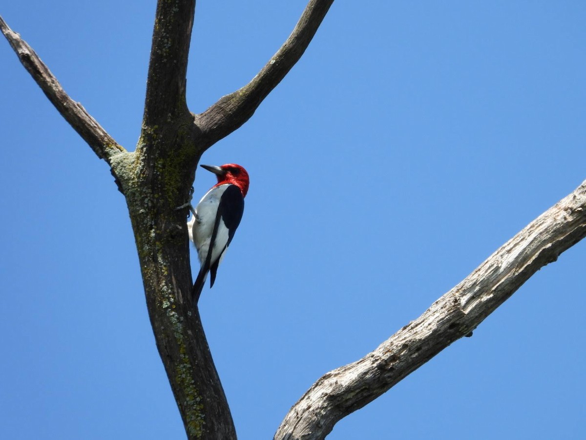 Red-headed Woodpecker - ML621244706