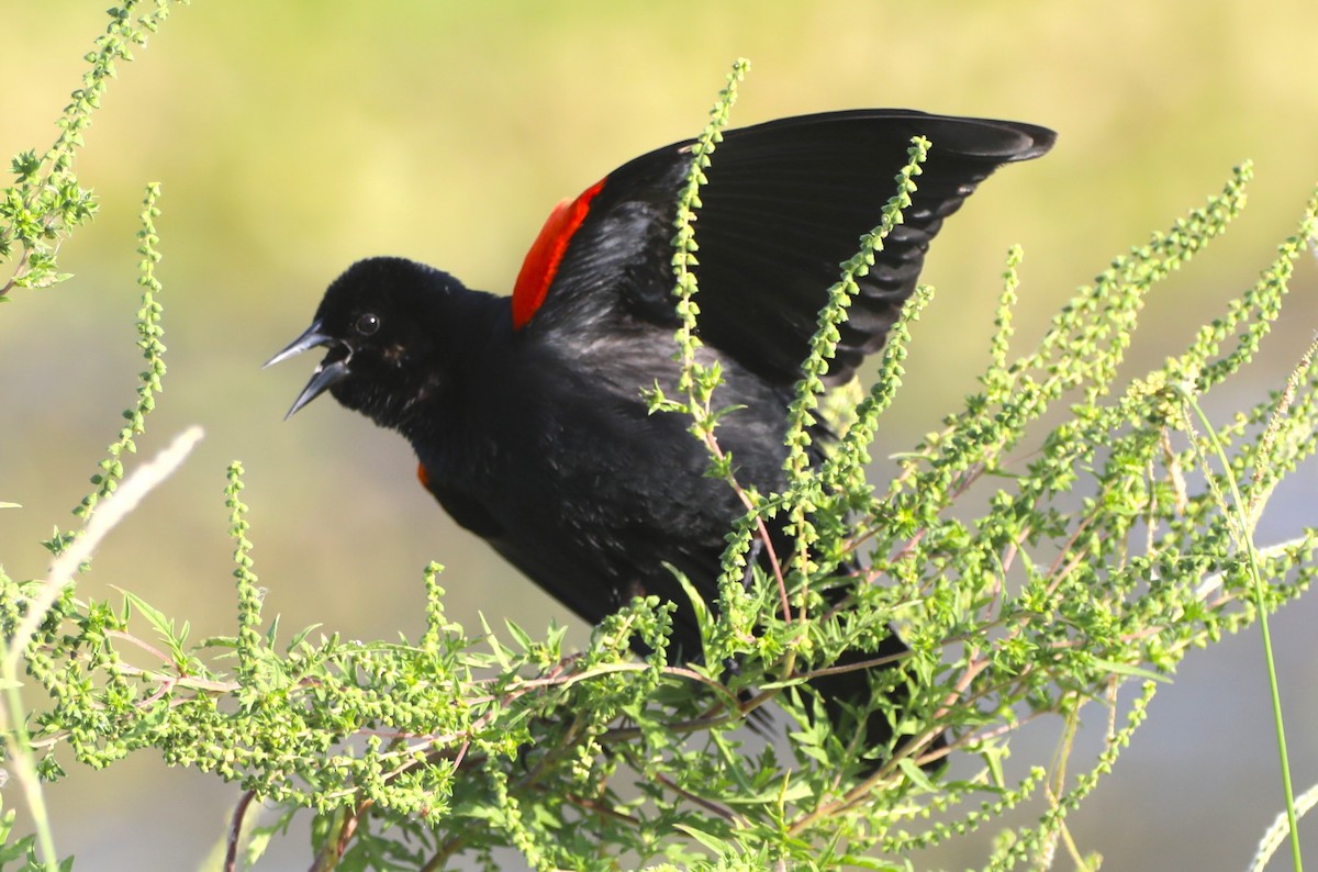 Red-winged Blackbird - ML621244779