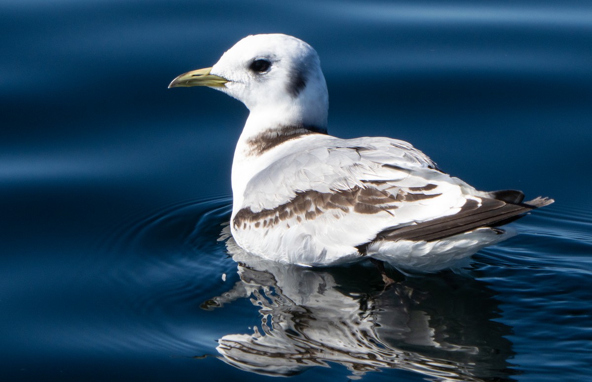 Black-legged Kittiwake - ML621244783