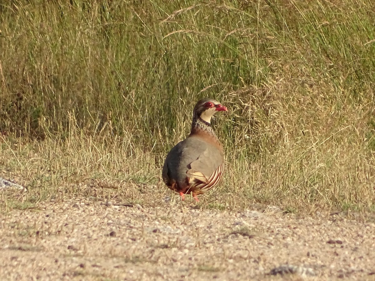 Red-legged Partridge - ML621244802