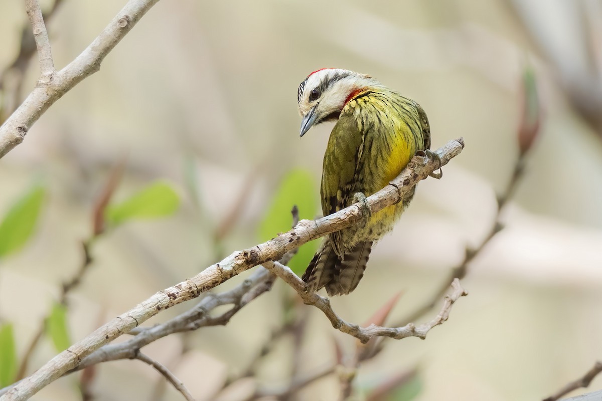 Cuban Green Woodpecker - ML621244820