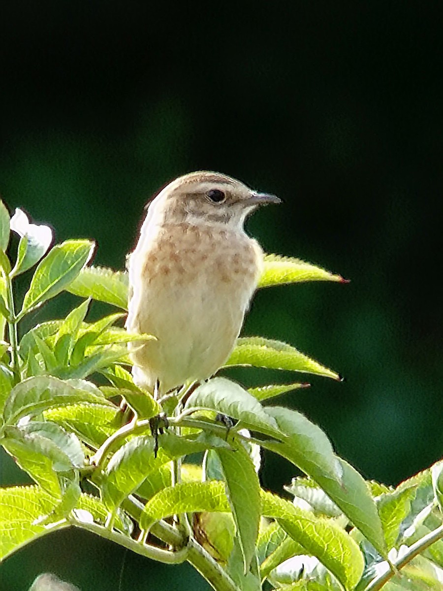 Whinchat - ML621244827
