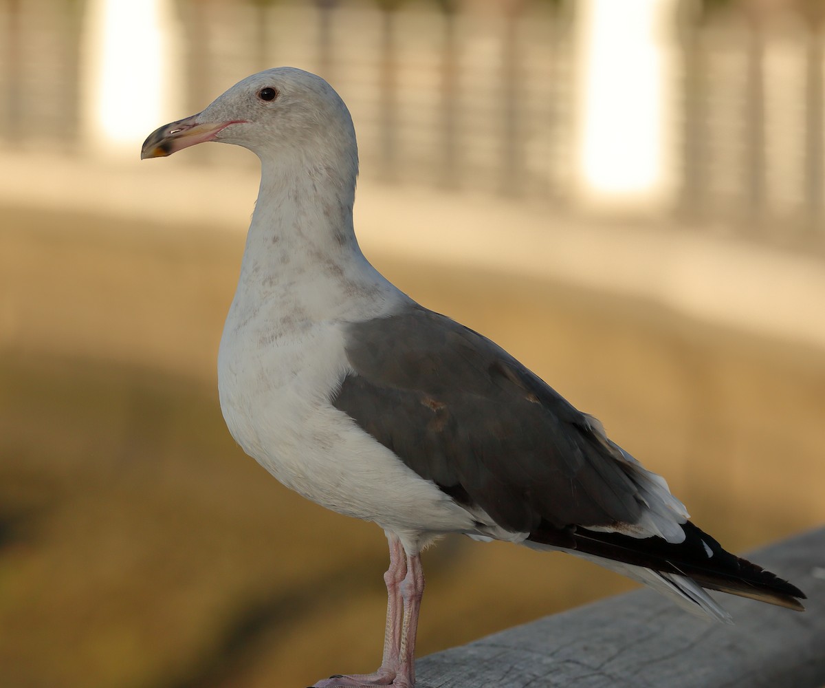 Western Gull - Wes Slauenwhite