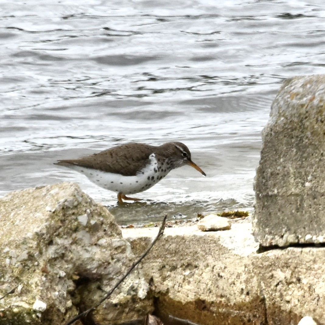 Spotted Sandpiper - ML621244939