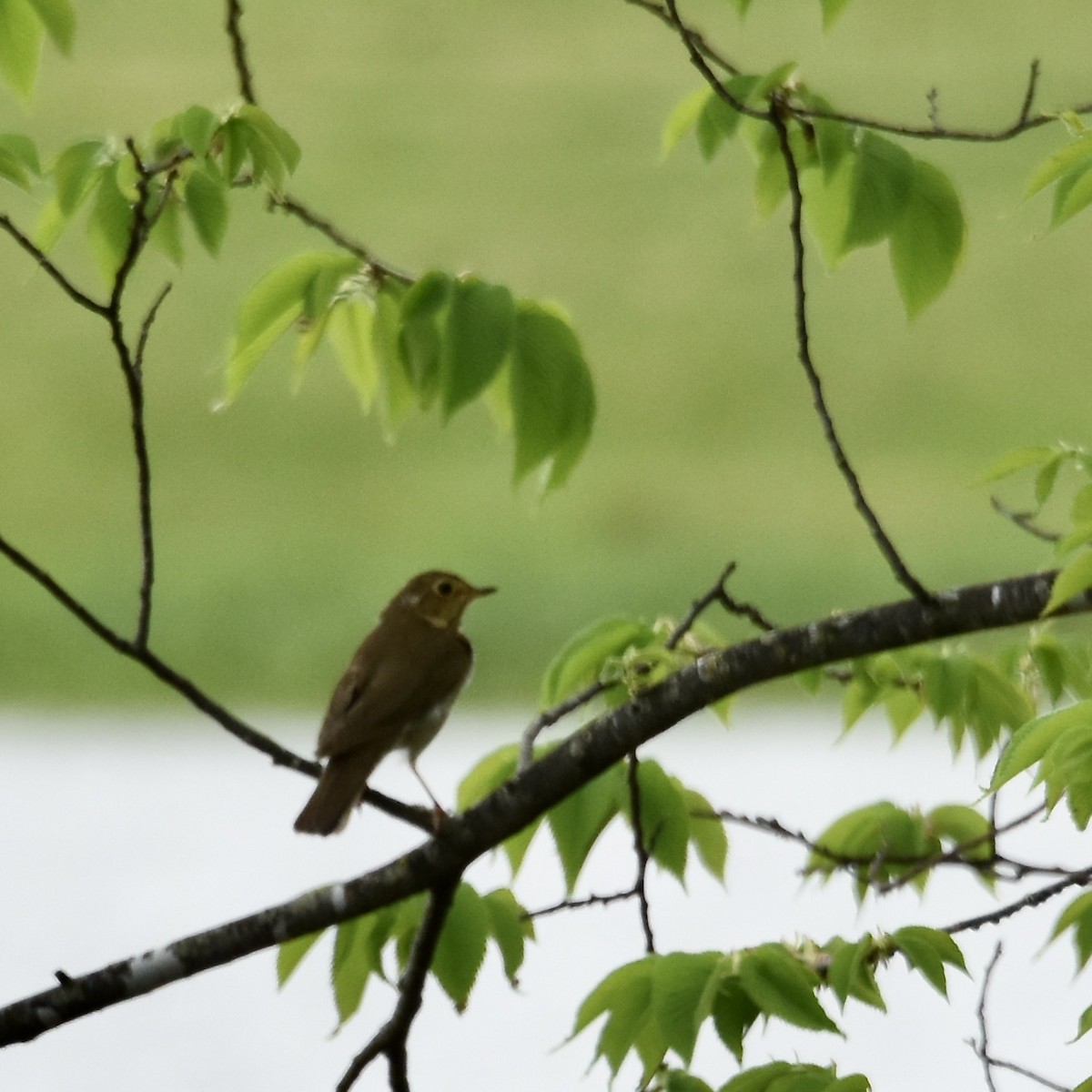 Swainson's Thrush - ML621244953