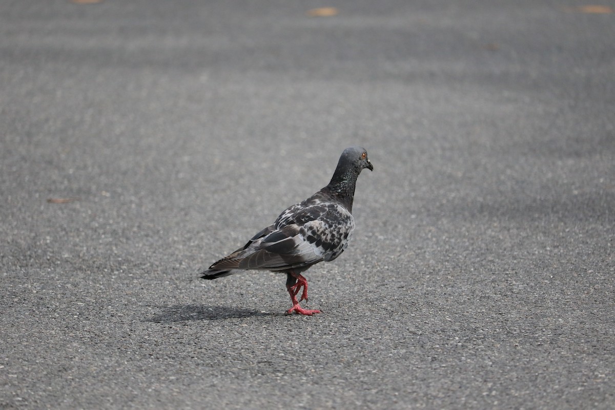 Rock Pigeon (Feral Pigeon) - ML621244970