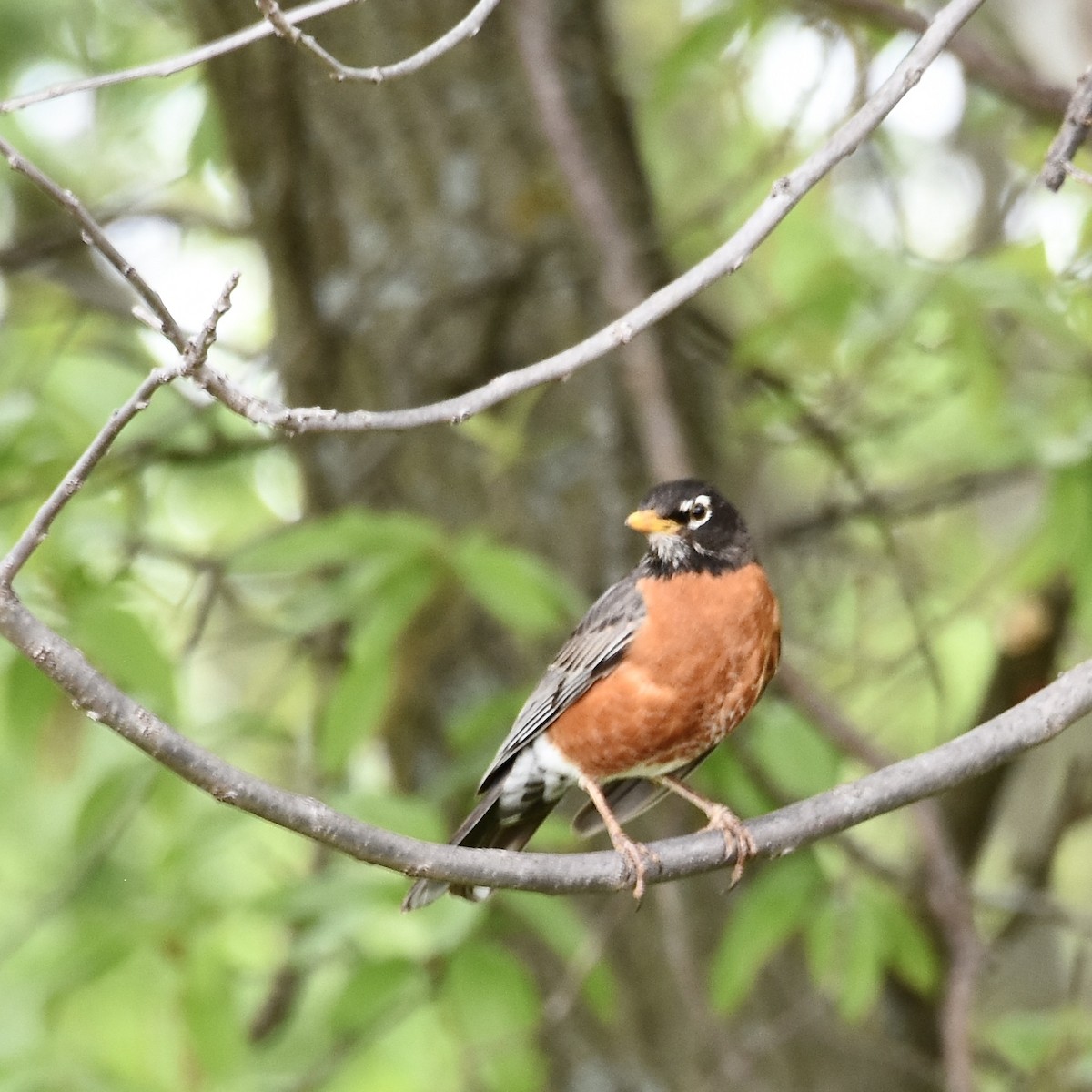 American Robin - ML621244974