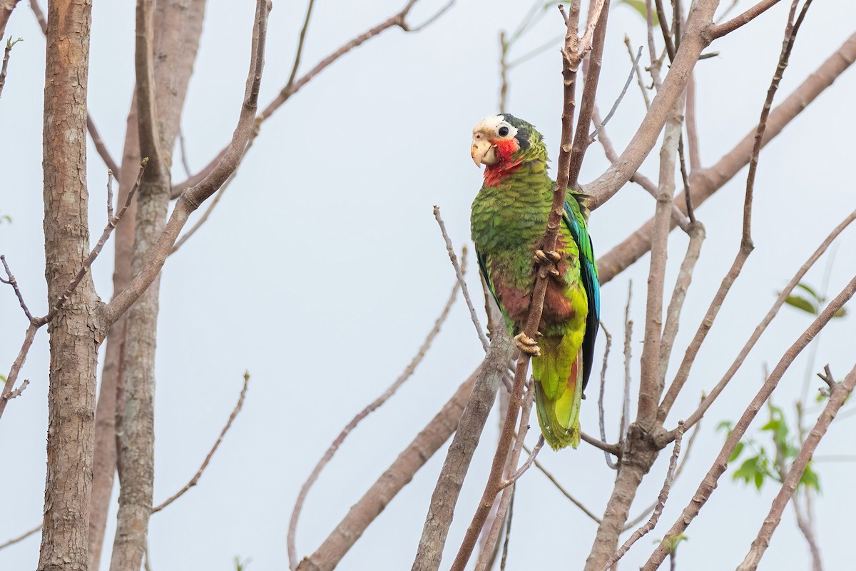 Cuban Parrot (Cuban) - ML621244998