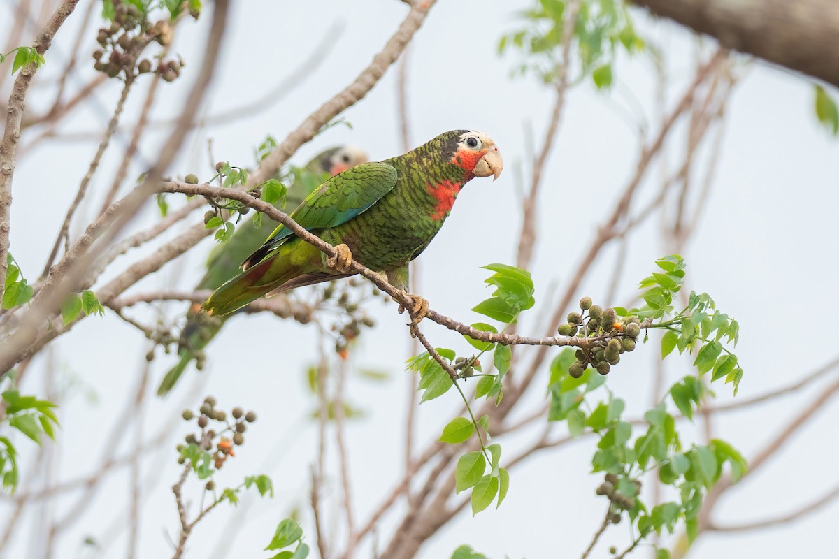 Cuban Parrot (Cuban) - ML621244999