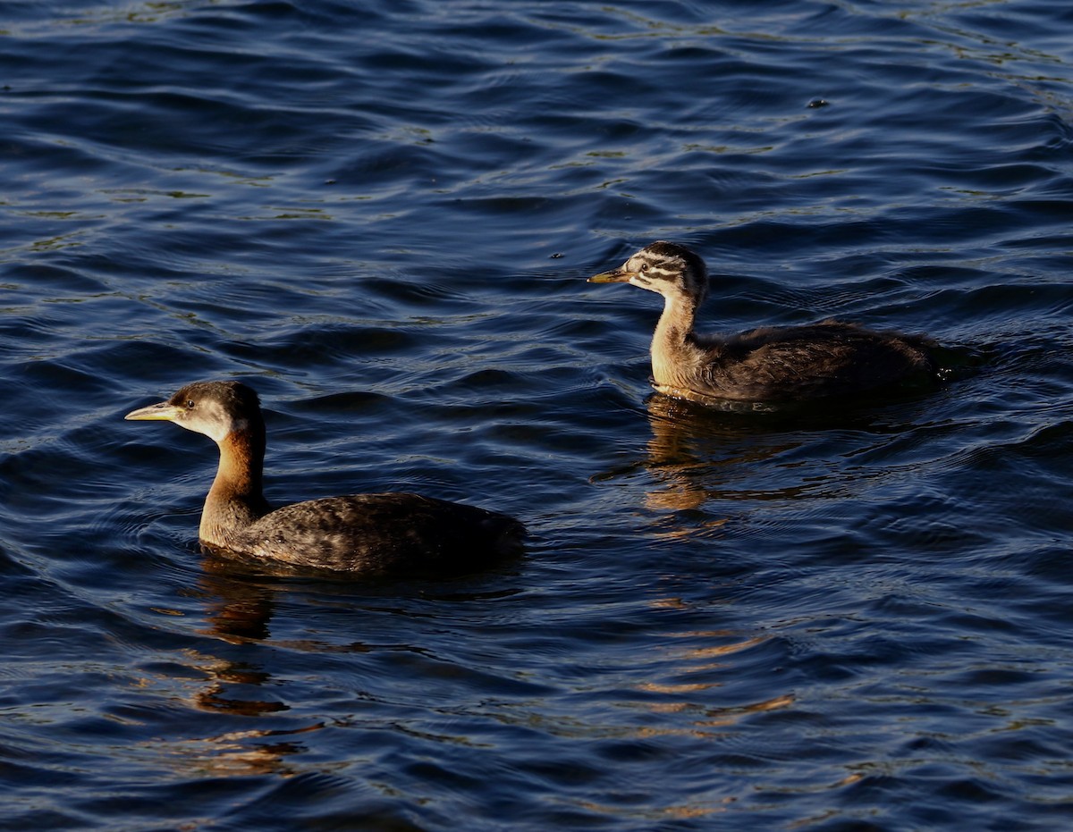 Red-necked Grebe - ML621245006