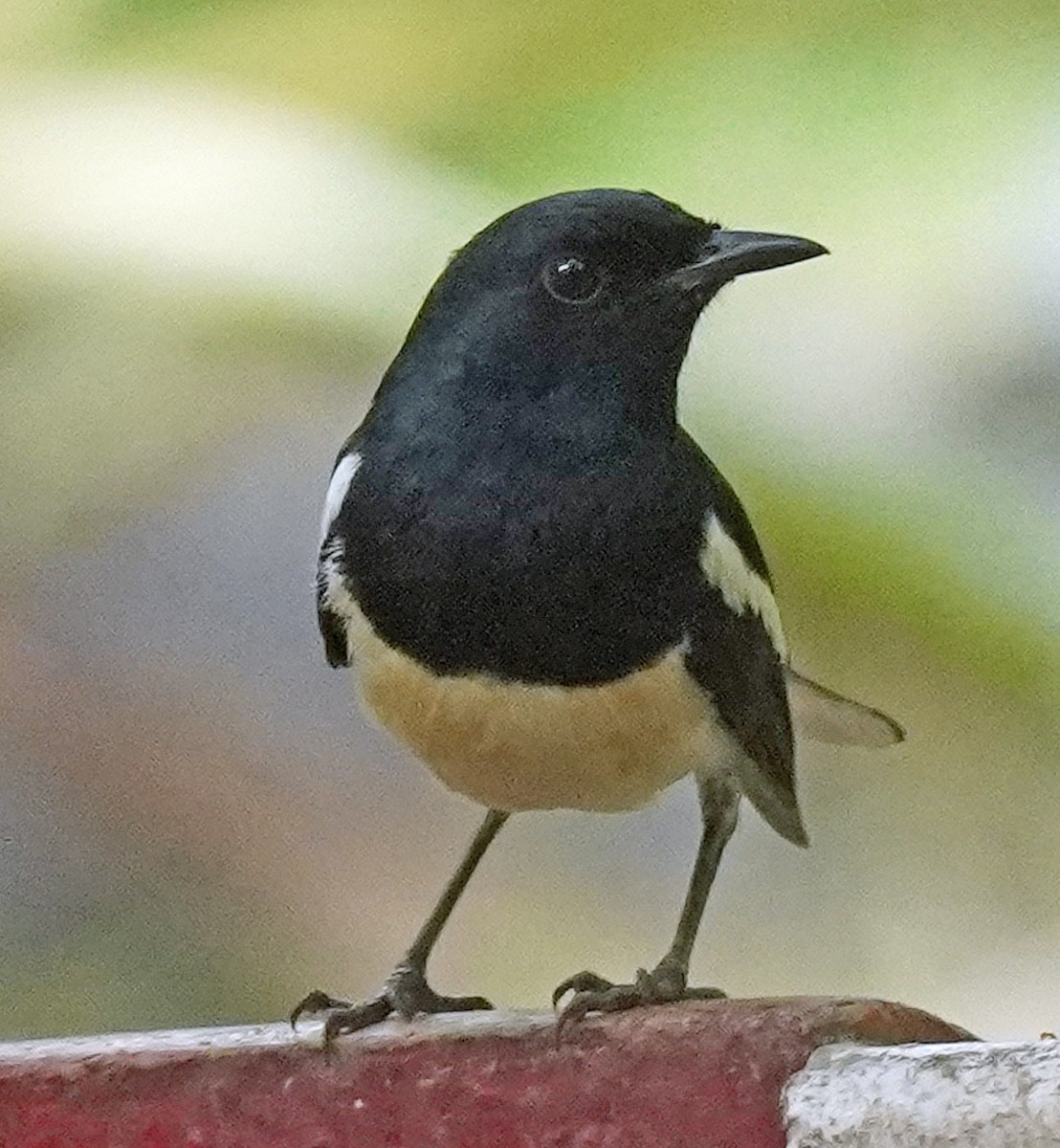 Oriental Magpie-Robin - ML621245037