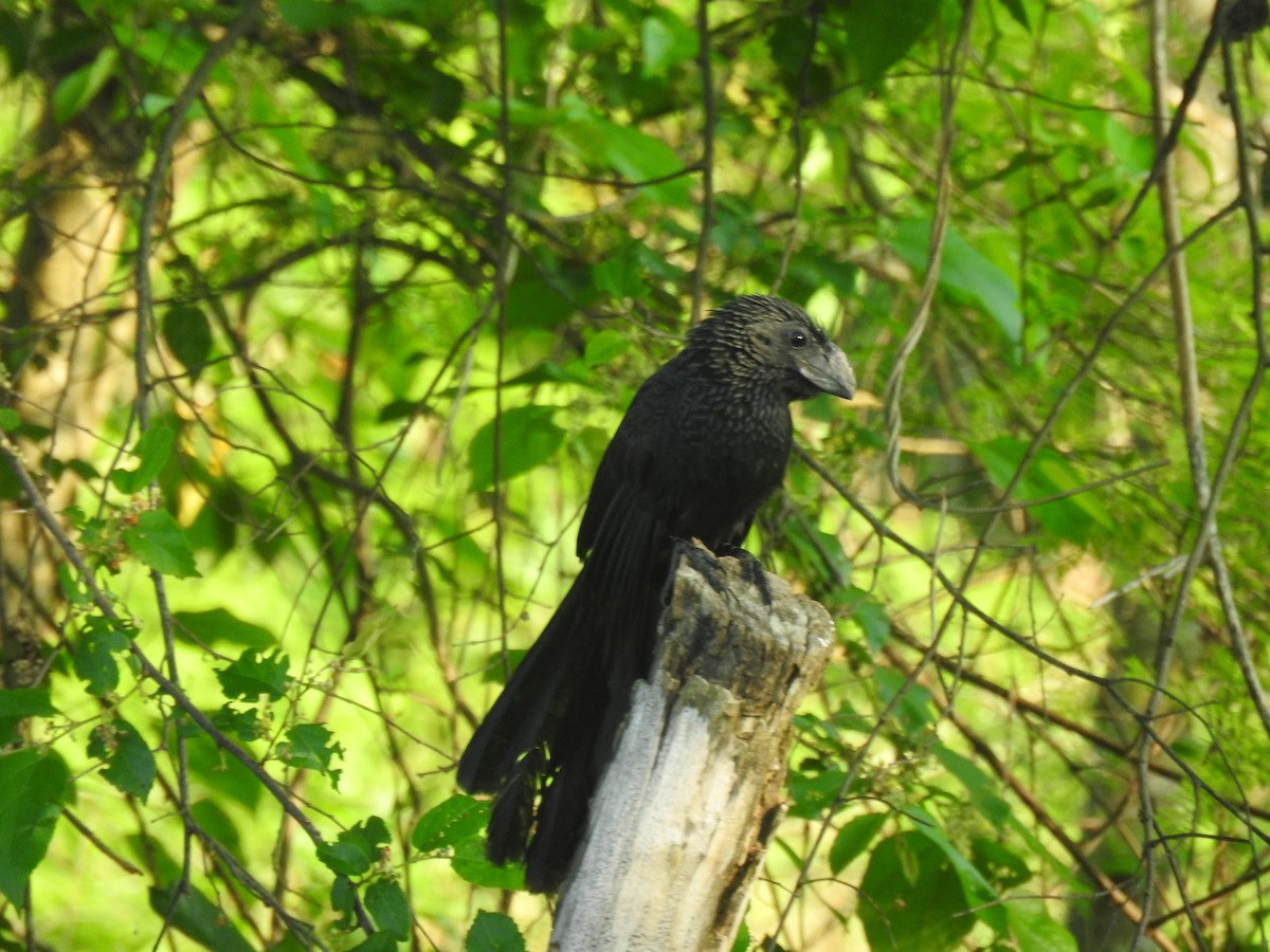 Groove-billed Ani - ML621245040