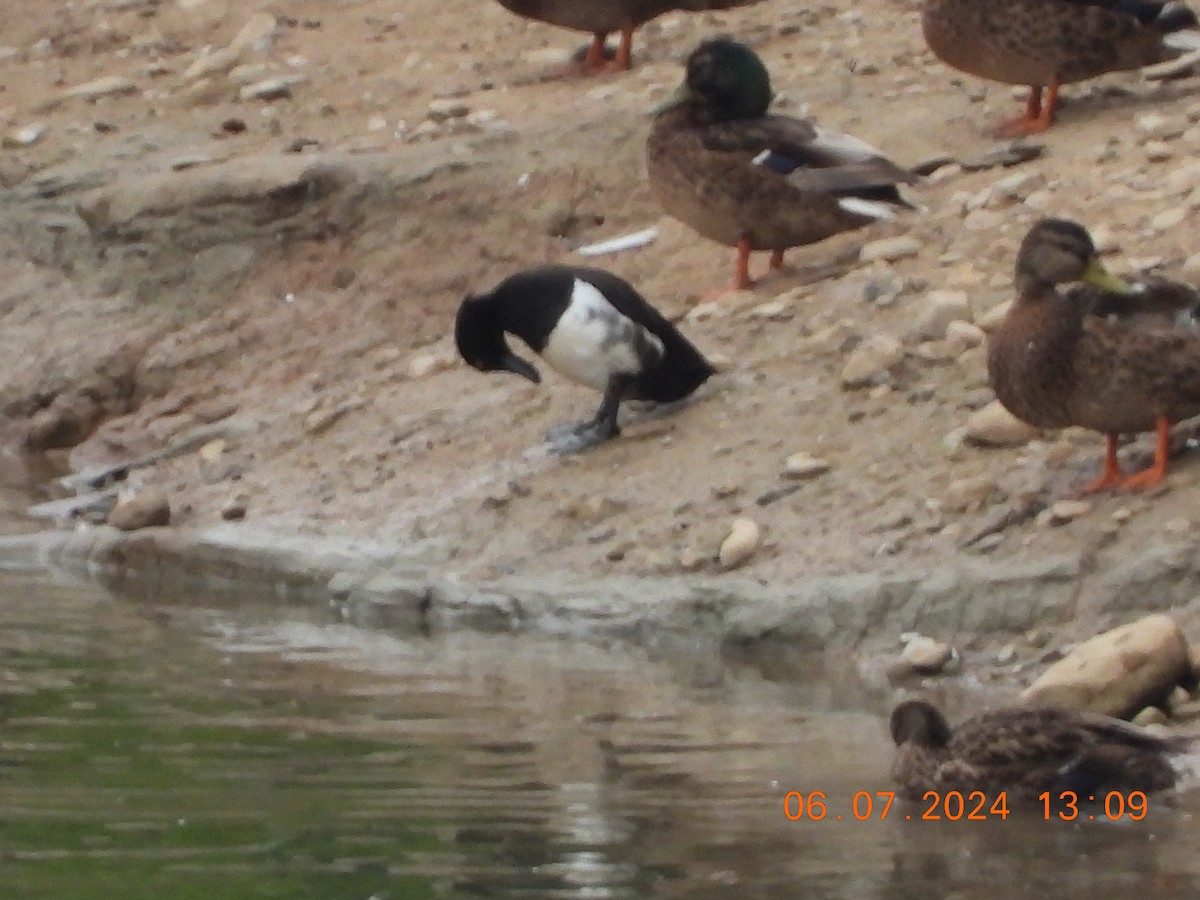 Tufted Duck - ML621245063
