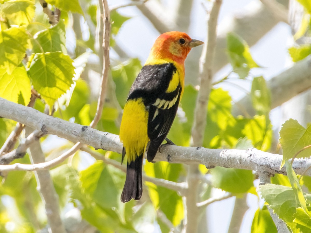 Western Tanager - ML621245064