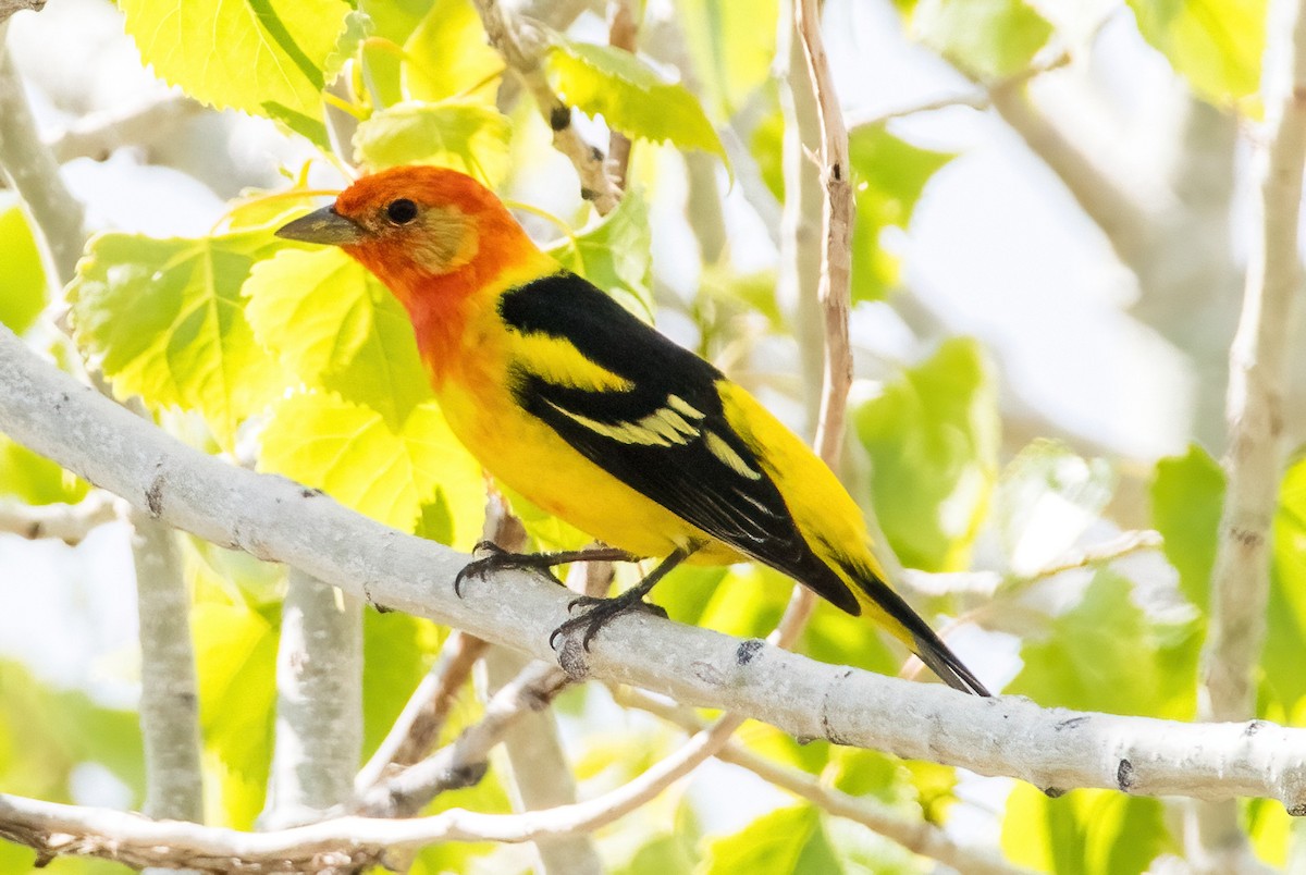 Western Tanager - ML621245065