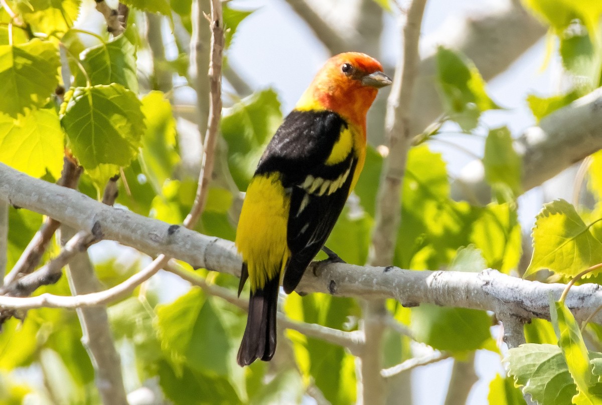 Western Tanager - ML621245066