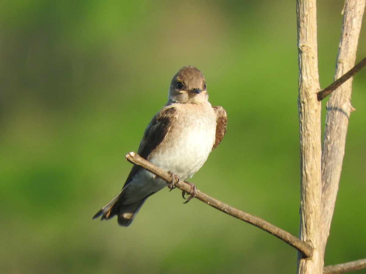 Northern Rough-winged Swallow - ML621245080