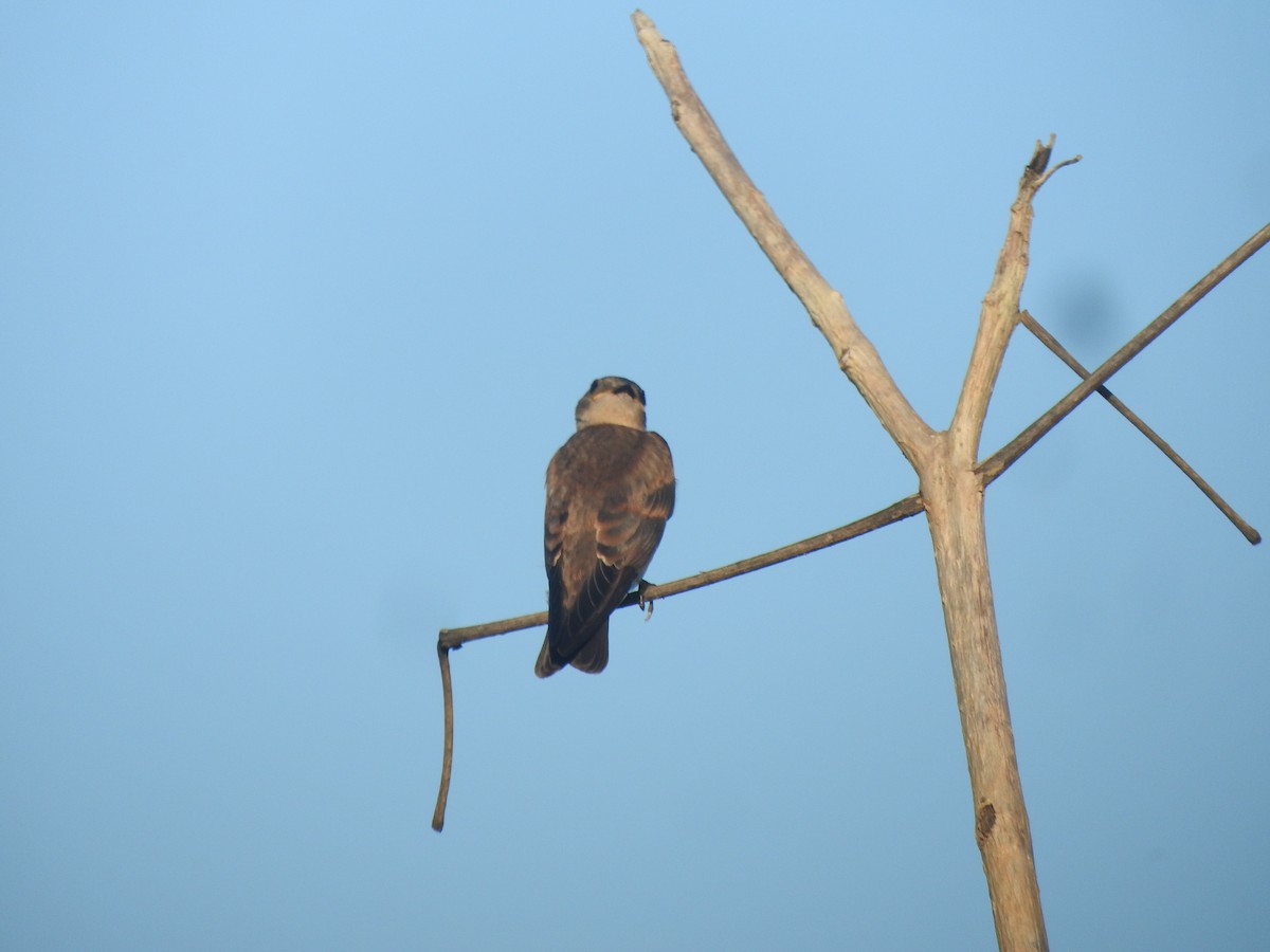 Northern Rough-winged Swallow - ML621245082