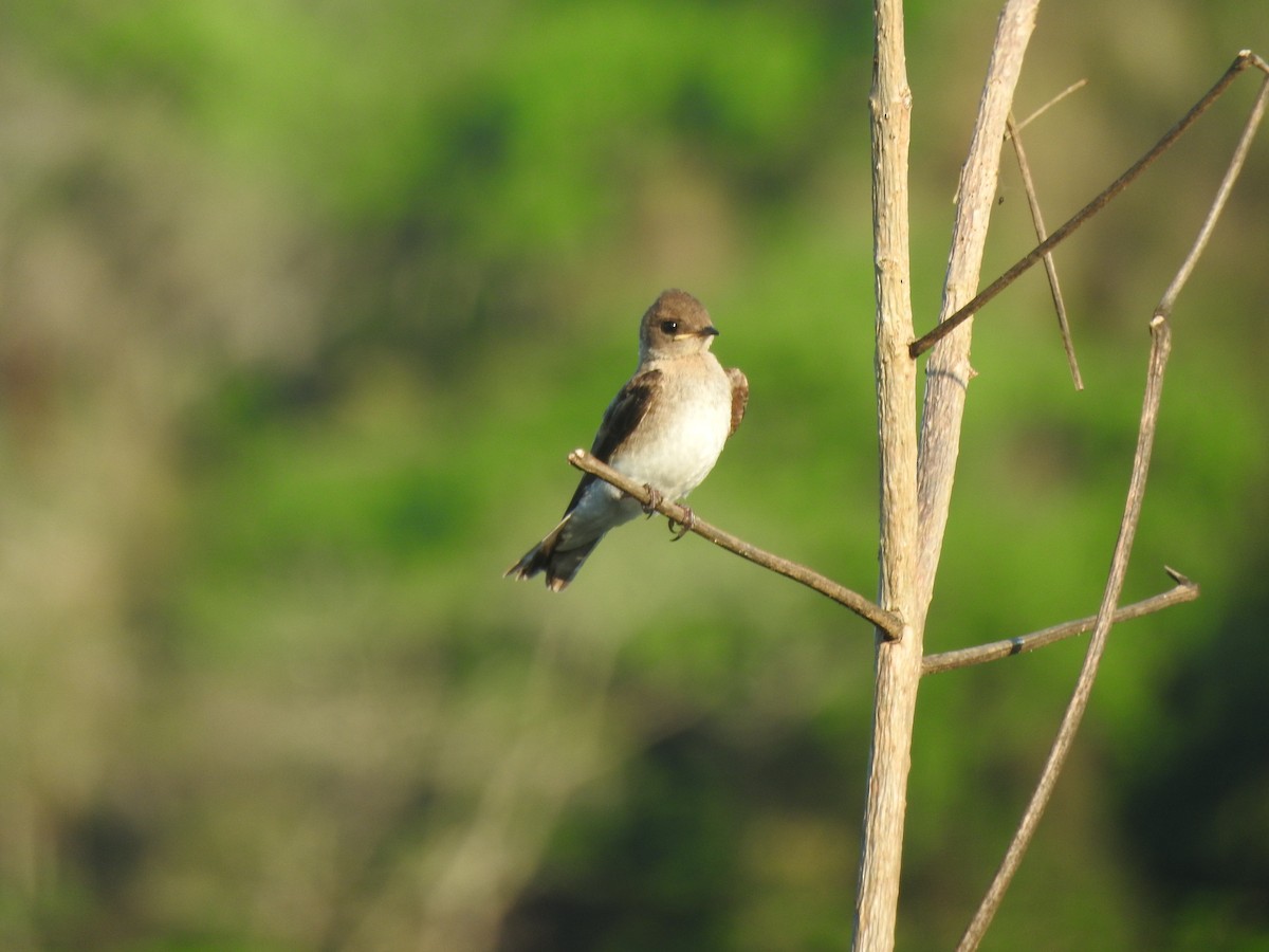 Northern Rough-winged Swallow - ML621245083