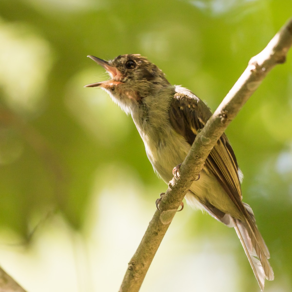 Sepia-capped Flycatcher - ML621245134