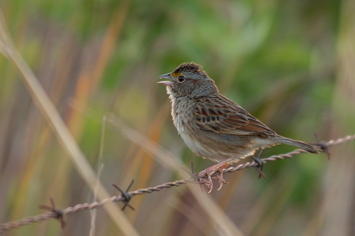 Grassland Sparrow - ML621245148