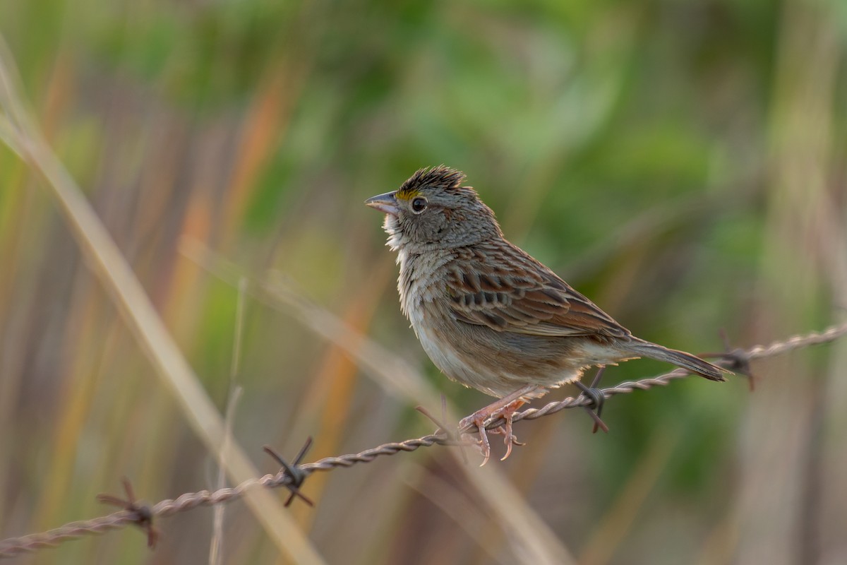 Grassland Sparrow - ML621245149