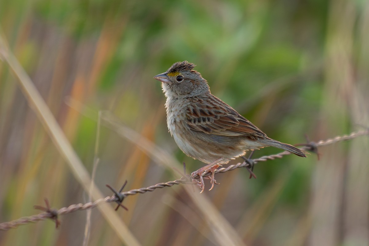 Grassland Sparrow - ML621245150