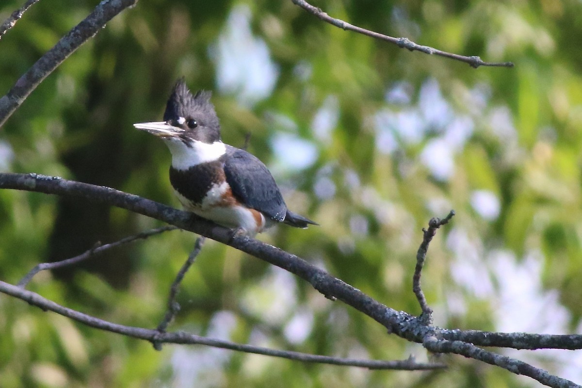 Belted Kingfisher - ML621245175