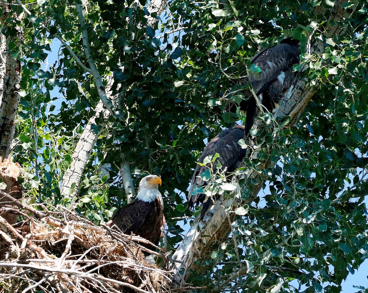 Bald Eagle - ML621245182