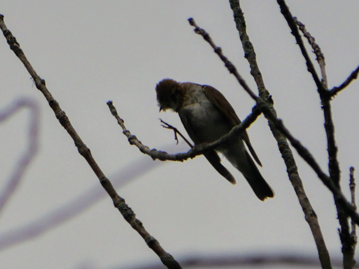 Veery - ML621245190