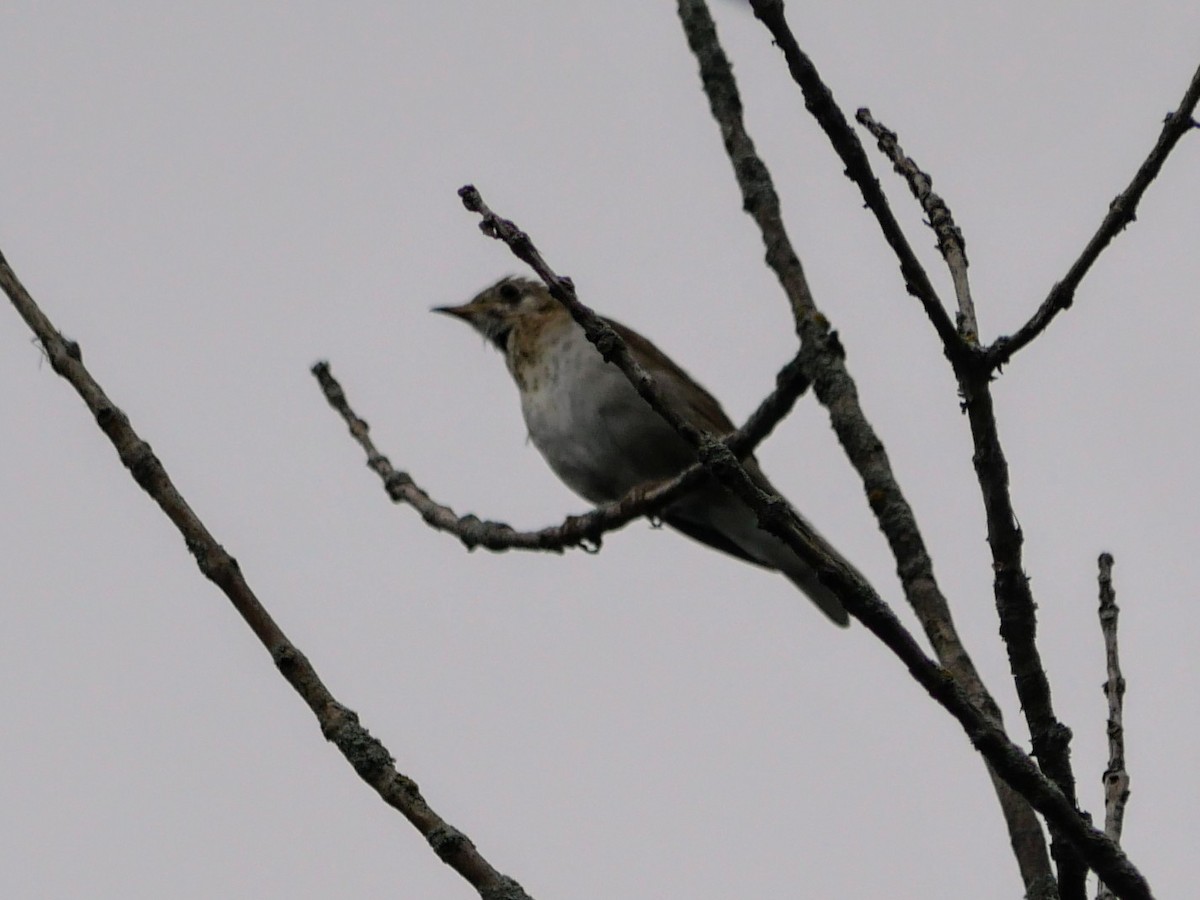 Veery - ML621245191