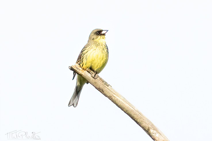 Masked Bunting - ML621245199