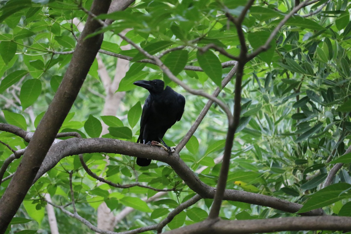 Large-billed Crow - ML621245225
