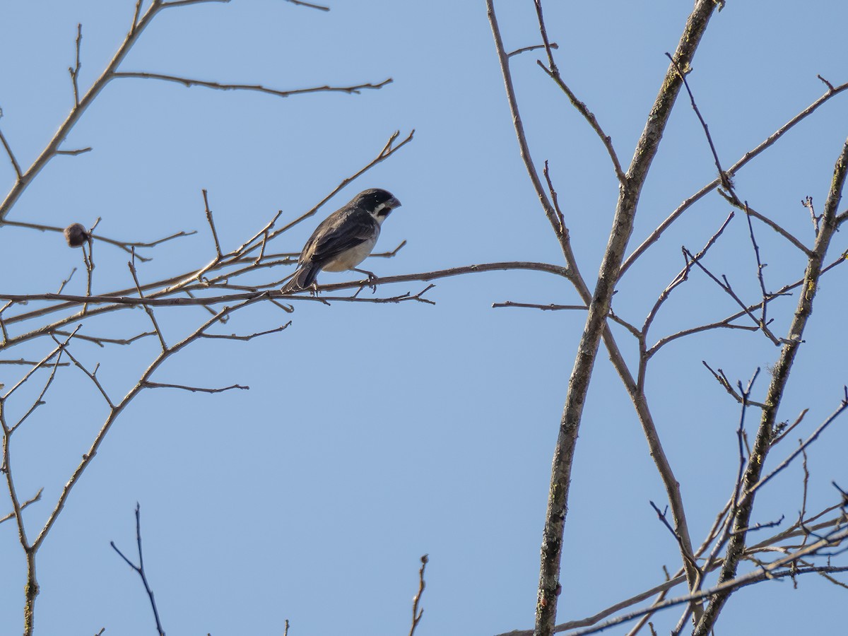 Double-collared Seedeater - ML621245248