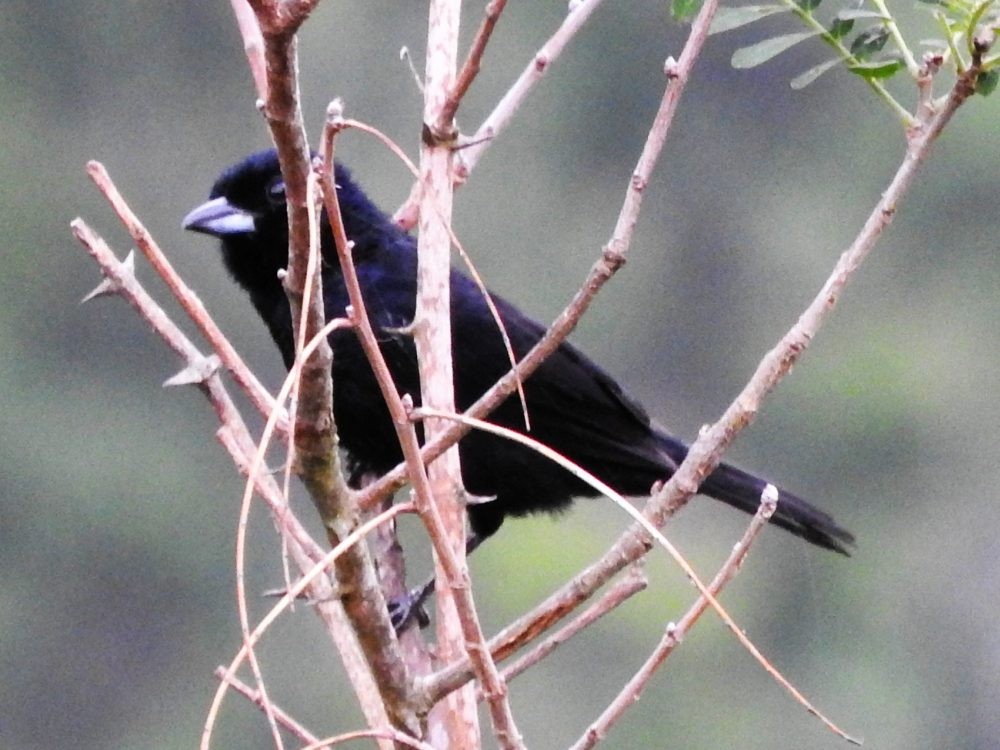 White-lined Tanager - ML621245301