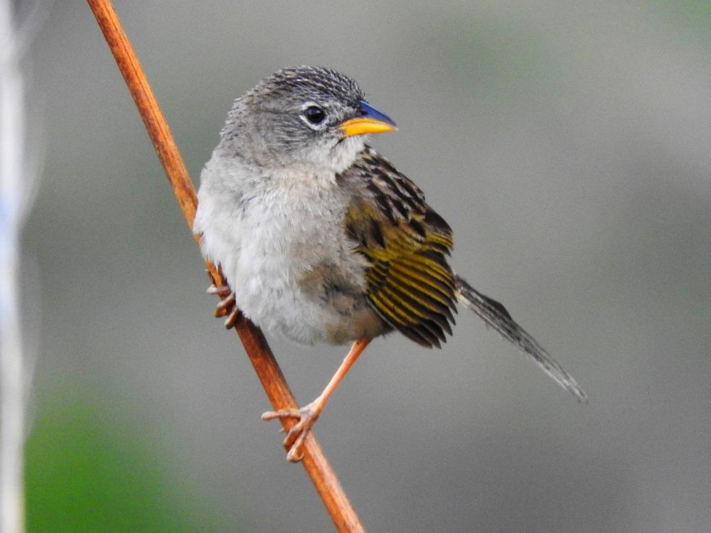 Wedge-tailed Grass-Finch - ML621245310