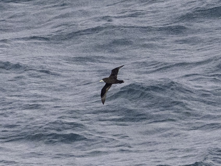 White-chinned Petrel - ML621245318