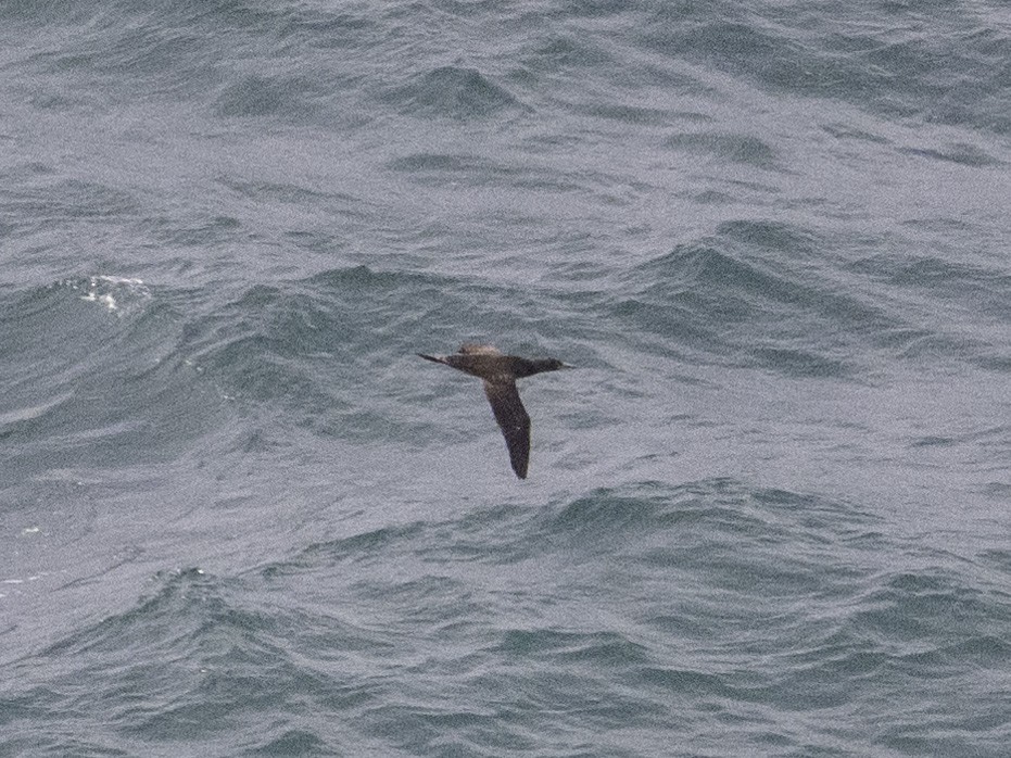 Cape Gannet - ML621245354