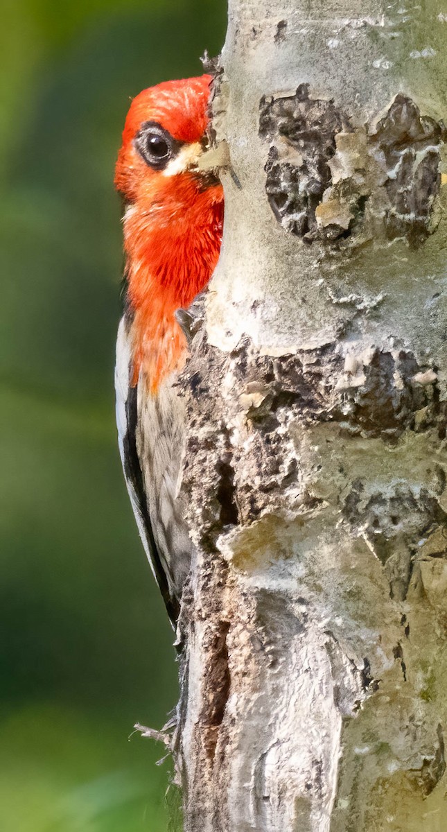 Red-breasted Sapsucker - ML621245364