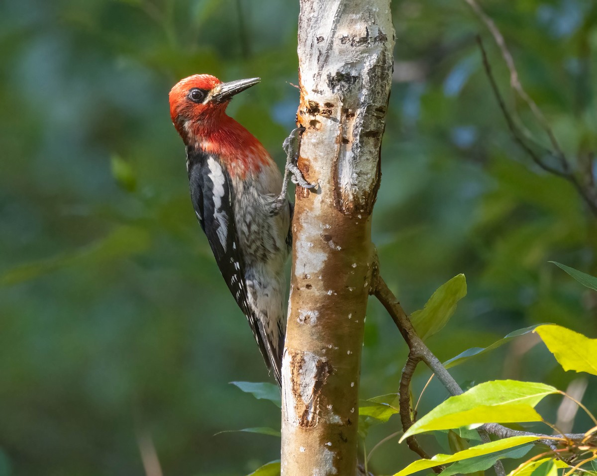 Red-breasted Sapsucker - ML621245365