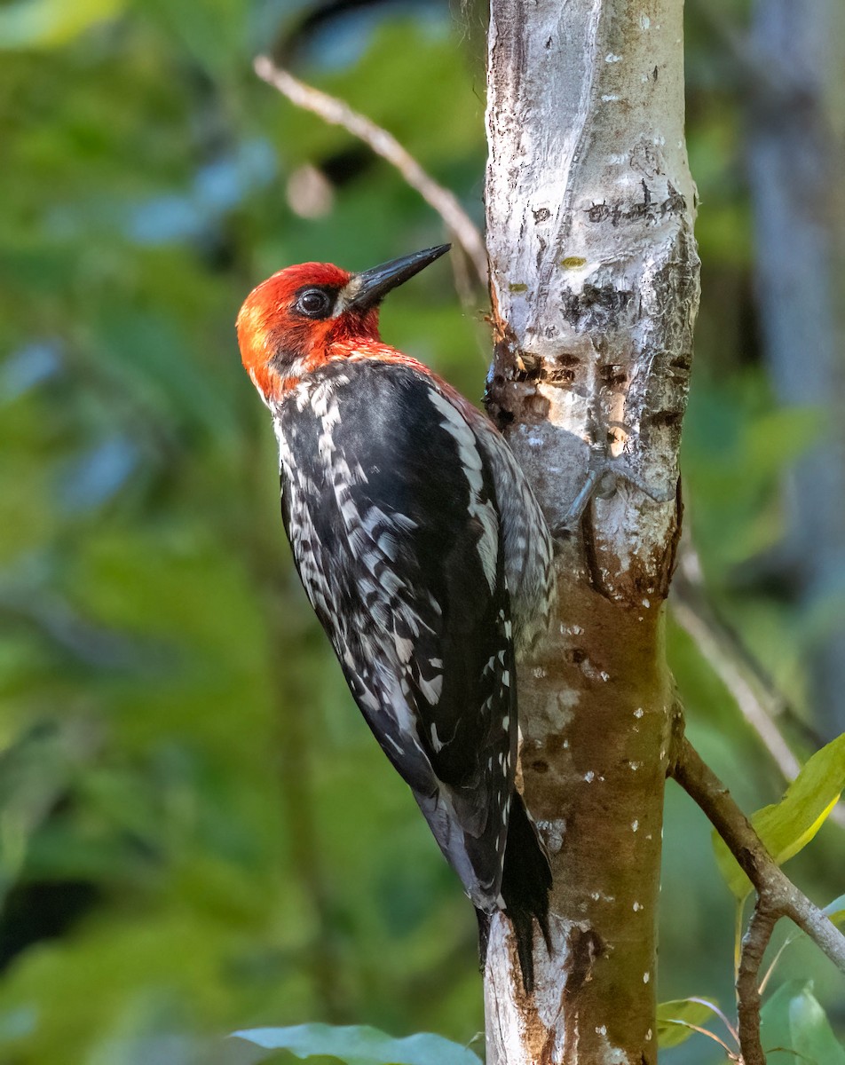 Red-breasted Sapsucker - ML621245366