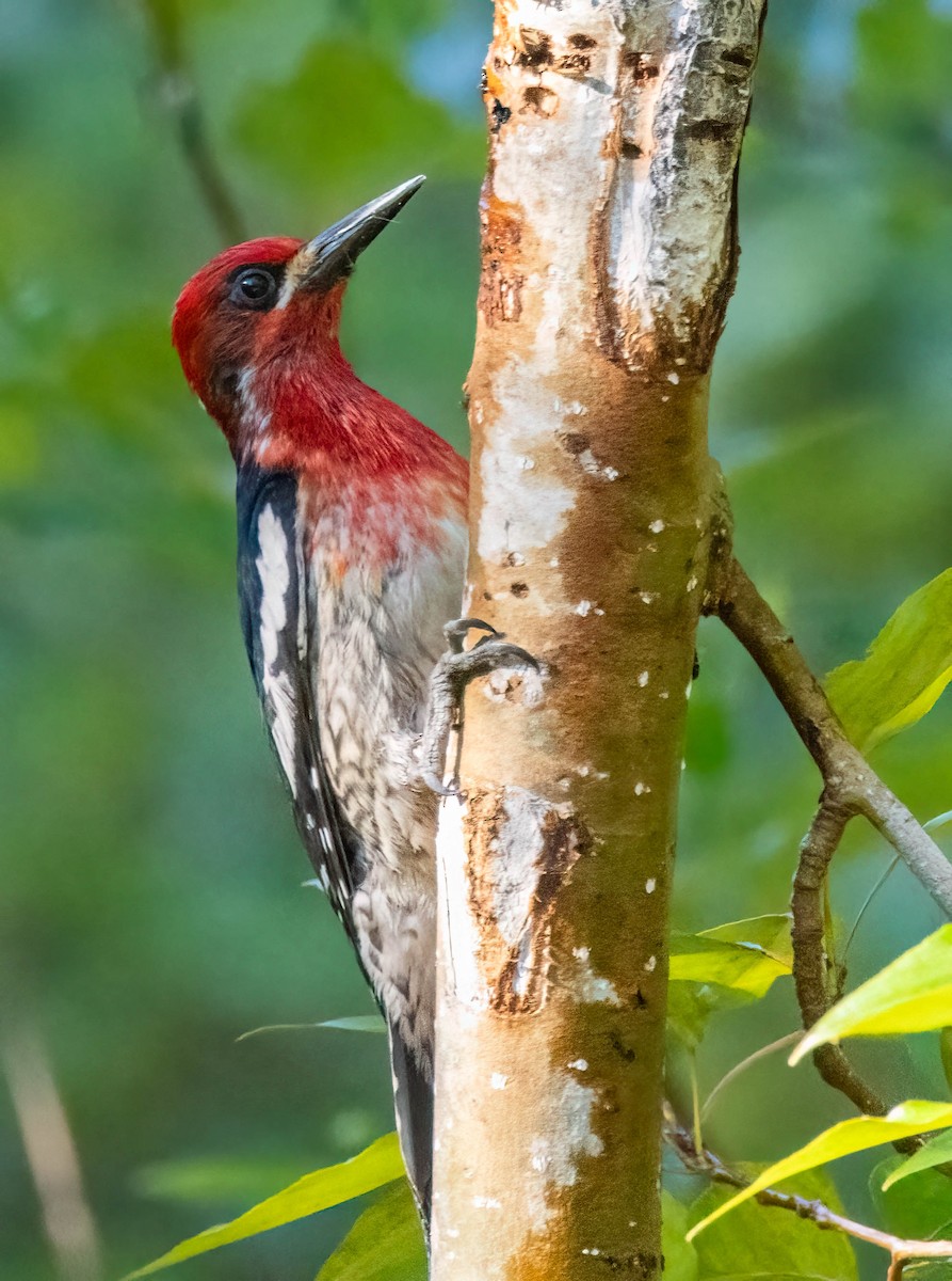 Red-breasted Sapsucker - ML621245367