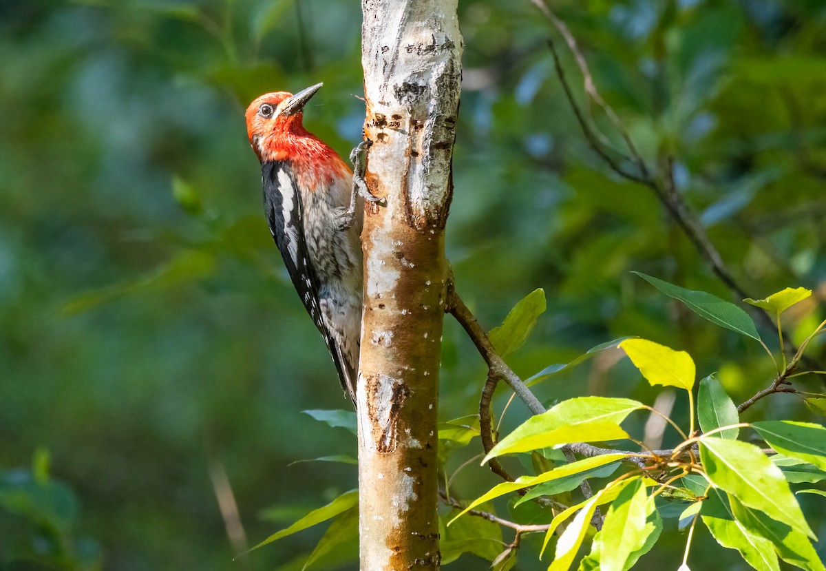 Red-breasted Sapsucker - ML621245368