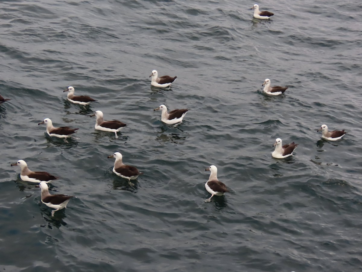 Black-browed Albatross - ML621245378