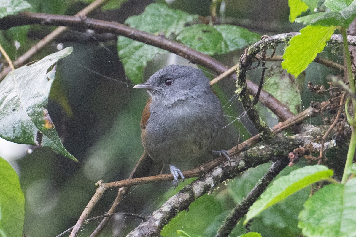 African Hill Babbler - ML621245389