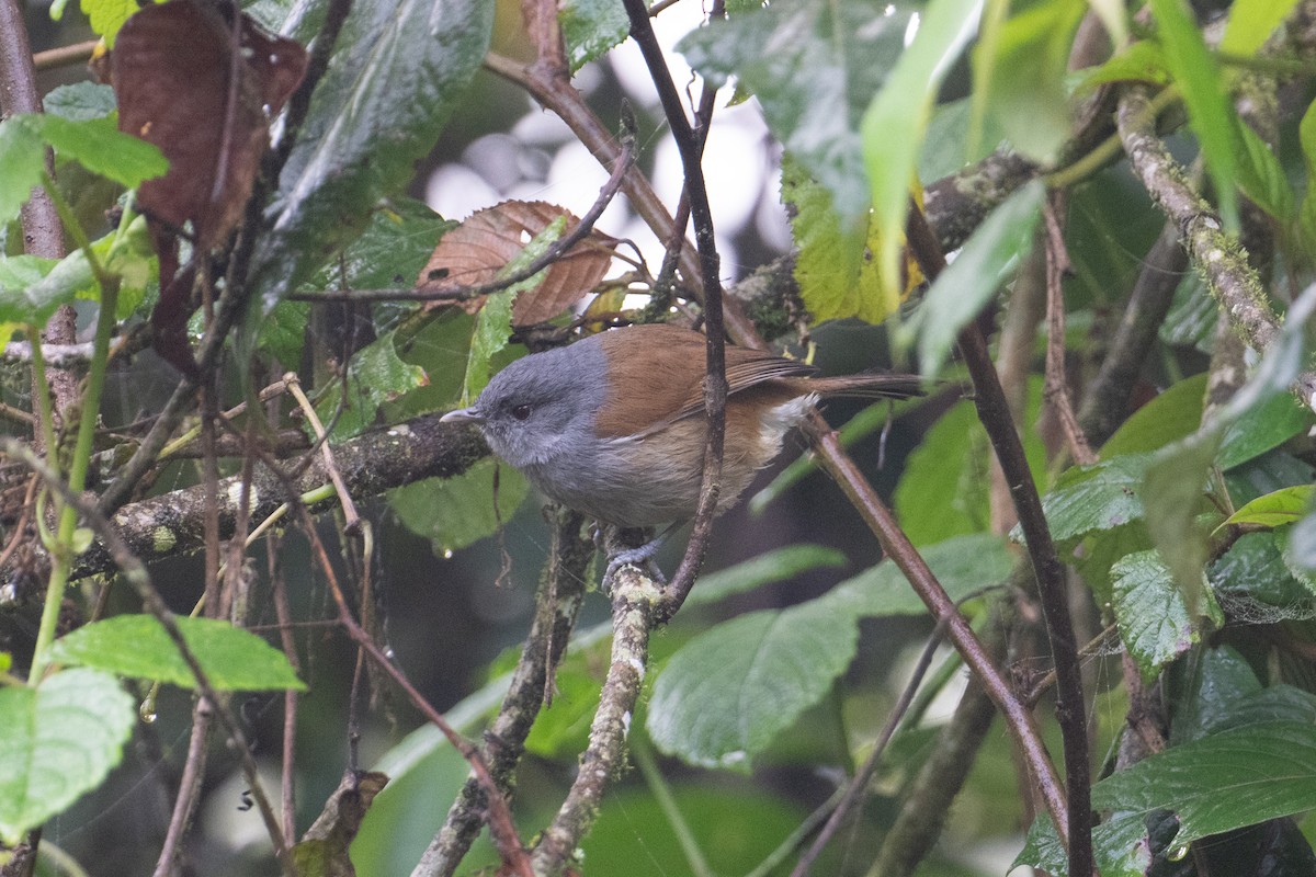 African Hill Babbler - ML621245392