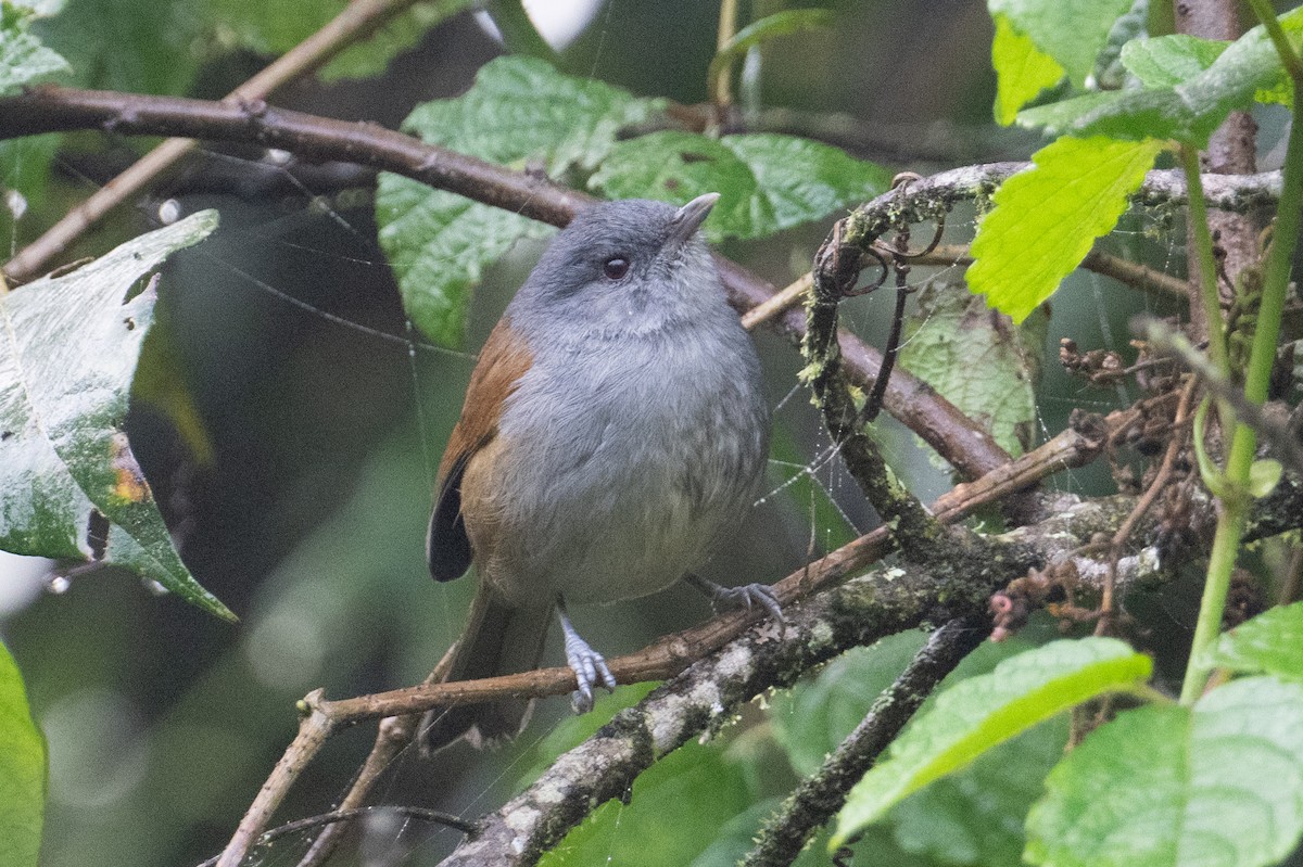 African Hill Babbler - ML621245394